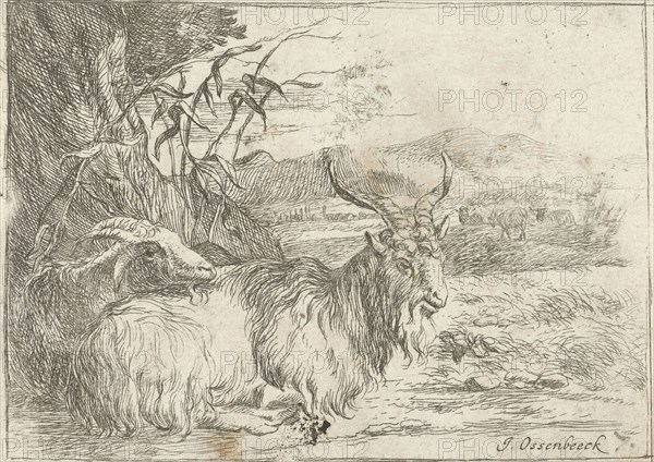 Goat under a tree, Jan van Ossenbeeck, Nicolaes Pietersz. Berchem, 1647 - 1674