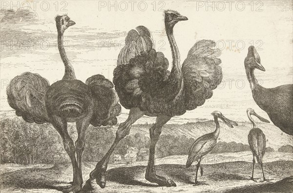 Ostriches, cassowary and spoonbill, De Poilly, Lodewijk XIV (koning van Frankrijk), 1670 - 1674