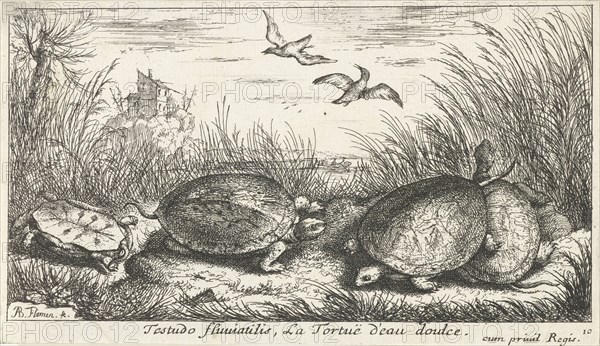 Four freshwater turtles between grass and reed, Philippus Endlich, Isaac de la Fontaine, Reinier & Josua Ottens, 1746