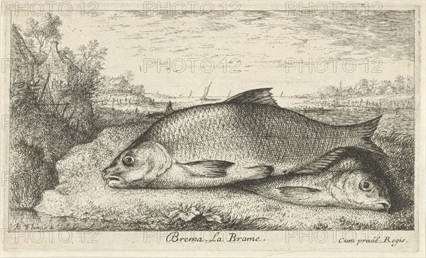 Two bream on a riverbank, Albert Flamen, Jacques van Merlen, Lodewijk XIV (koning van Frankrijk), 1664