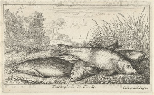 Four tench on a river bank, Albert Flamen, Jacques van Merlen, Lodewijk XIV (koning van Frankrijk), 1664