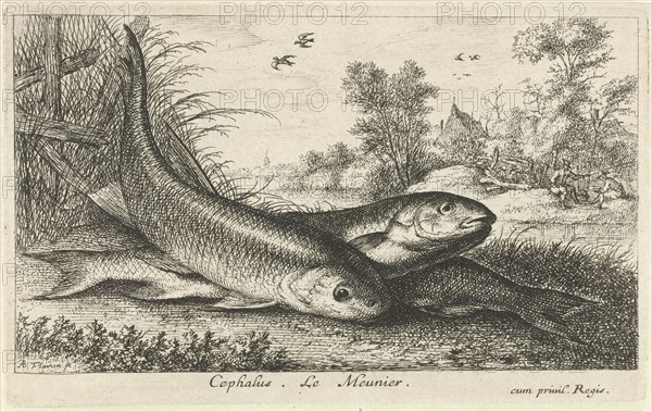 Three chub, Squalius cephalus, on a riverbank, Albert Flamen, Jacques van Merlen, Louis XIV King of France, 1664