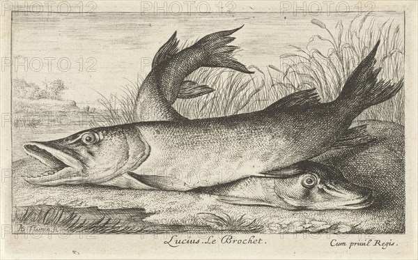 Two pike on a riverbank, Albert Flamen, Jacques van Merlen, Louis XIV King of France, 1664