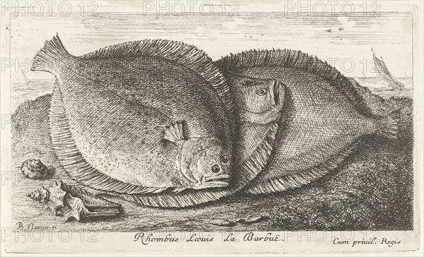 Three fishes on the beach, brill, Scophthalmus rhombus, a species of flatfish in the turbot family