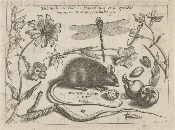 insects, plants and fruits around a rat, print maker: Jacob Hoefnagel, Joris Hoefnagel, Christoph Weigel possibly, 1592 and/or 1693 - 1726