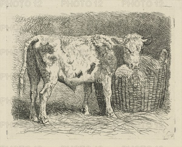 Young bull, Dirk van Lokhorst, 1828-1893