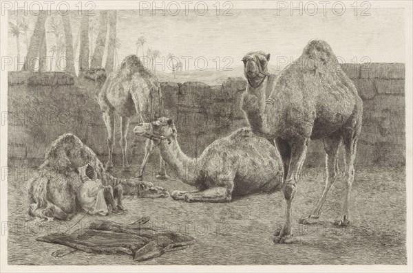 Camels, August Le Gras, 1886