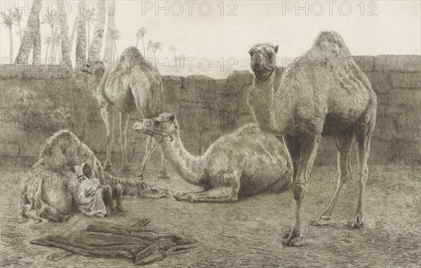 Camels, August Le Gras, 1886