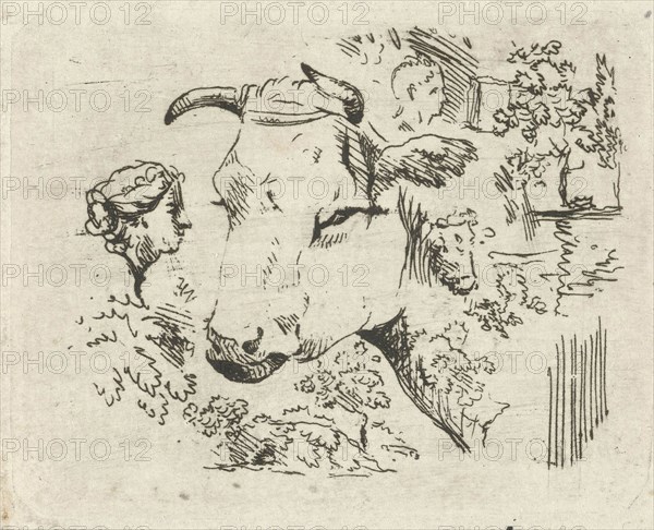 Study Sheet with cow's head, Hermanus Fock, 1781 - 1822