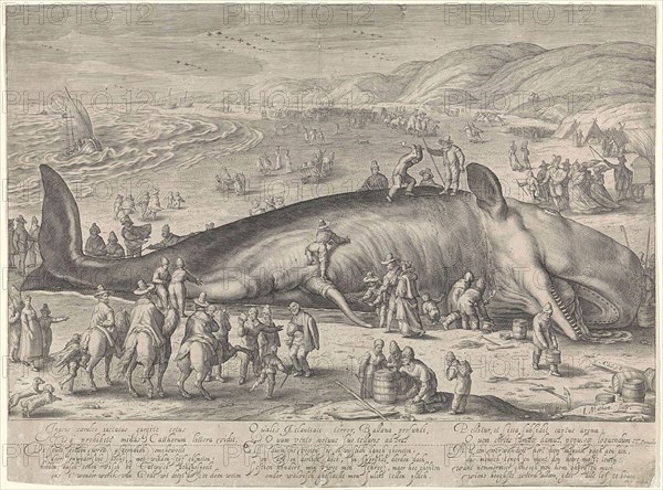 Whale stranded near Berckhey, 1598, Jacob Matham, Hendrick Goltzius, Theodorus Schrevelius, 1598