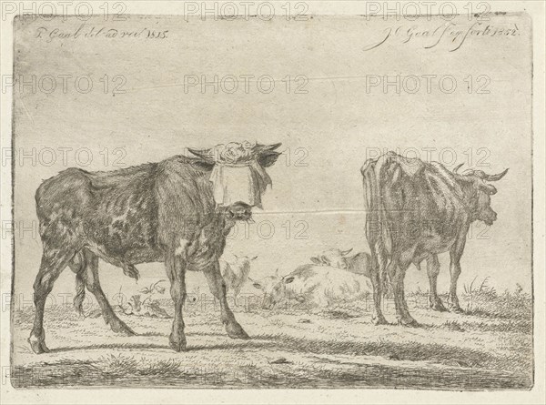 Blindfolded bull to herd cattle, Jacobus Cornelis Gaal, 1852