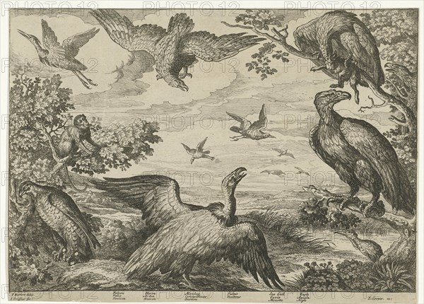 Various birds and a monkey, Jan Griffier (I), Edward Cooper, 1655 - 1718