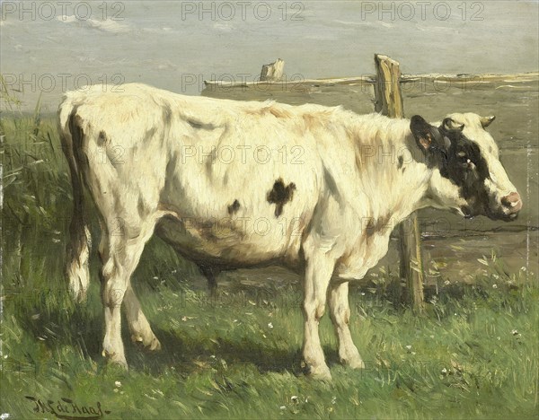 Young bull, Johannes Hubertus Leonardus de Haas, 1870 - 1892