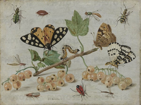 Insects and Fruit, Jan van Kessel, I, c. 1660 - c. 1665
