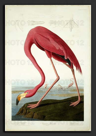 Robert Havell after John James Audubon, American Flamingo, American, 1793 - 1878, 1838, hand-colored etching and aquatint on Whatman paper
