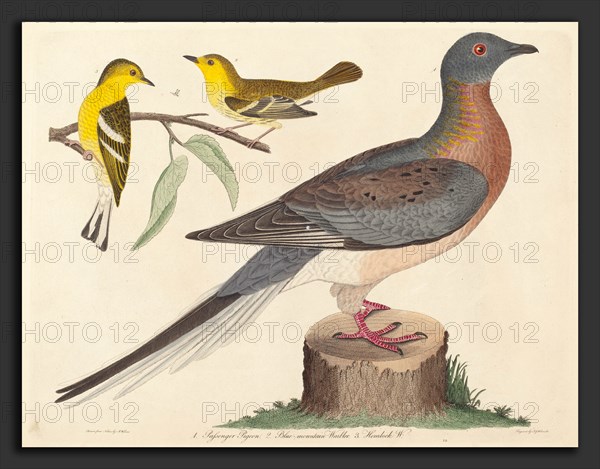 John G. Warnicke after Alexander Wilson, Passenger Pigeon, Blue-mountain Warbler, and Hemlock Warbler, American, died 1818, published 1808-1814, hand-colored engraving with etching on wove paper