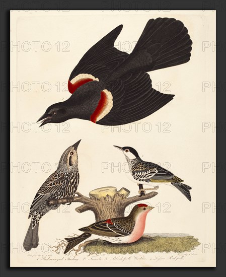 Alexander Lawson after Alexander Wilson, Red-winged Starling, Female Red-winged Starling, Black-poll Warbler, and Lesser Red-poll, American, 1773 - 1846, published 1808-1814, hand-colored engraving with etching on wove paper