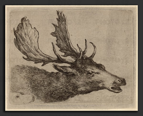Stefano Della Bella (Italian, 1610 - 1664), Head of a Stag Turned Right, etching on laid paper [restrike]