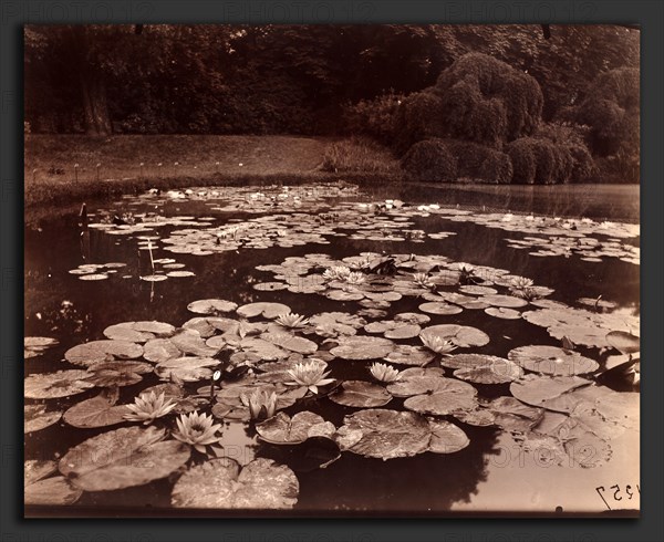 EugÃ¨ne Atget, Nymphéas (Bagatelle), French, 1857 - 1927, 1925, albumen print