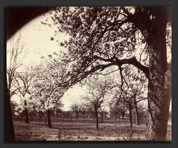 EugÃ¨ne Atget, Poirier, French, 1857 - 1927, 1921, albumen print