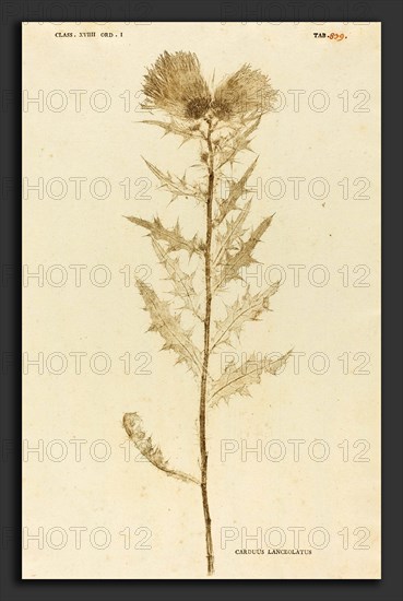 Johann Hieronymus Kniphof (German, 1704 - 1763), Carduus Lanceolatus, published 1757-1764, pressed and dried plant inked and pressed between two sheets of paper