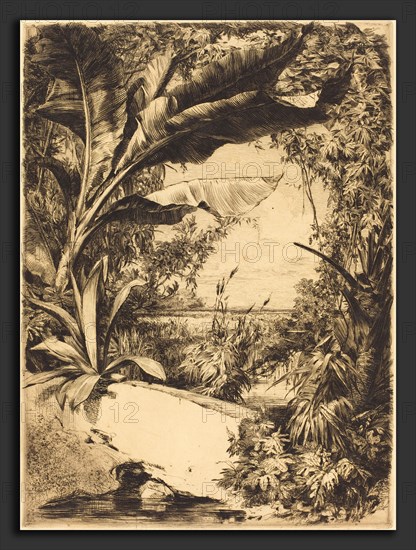 Jules-Ferdinand Jacquemart (French, 1837 - 1880), Plantes de Serre, 1863, etching in brown-black on laid paper