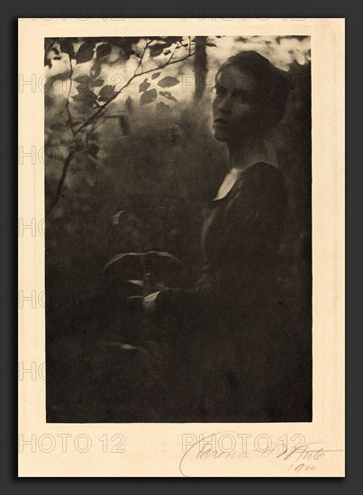 Clarence H. White, Edge of the Woods, Evening, American, 1871 - 1925, 1900, photogravure