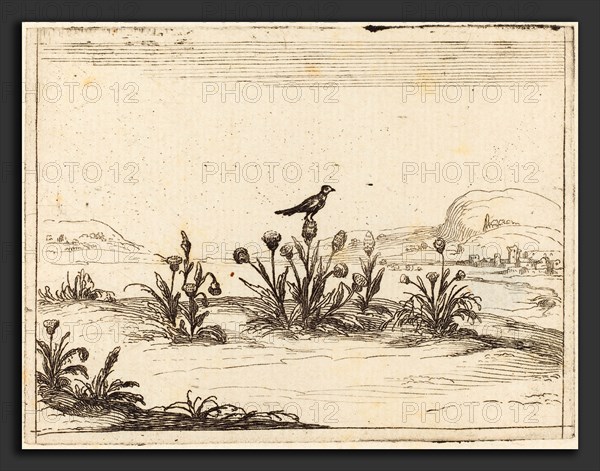 Jacques Callot (French, 1592 - 1635), Bird Perched in a Thistle, 1628, etching