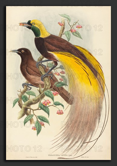 John Gould and W. Hart (British, 1804 - 1881), Bird of Paradise (Paradisea apoda), published 1875-1888, hand-colored lithograph on wove paper