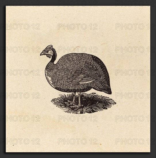 Thomas Bewick (British, 1753 - 1828), Guinea Hen, c. 1800, wood engraving on China paper