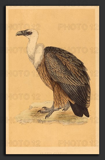 British 19th Century, Griffon Vulture, hand-colored lithograph