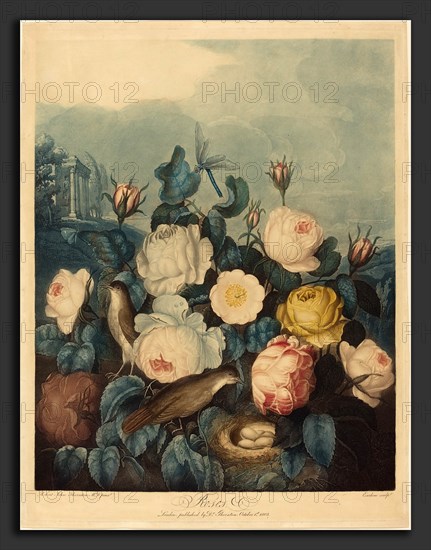 Richard Earlom after Dr. Robert John Thornton (British, 1743 - 1822), Roses, 1805, color mezzotint and etching on wove paper