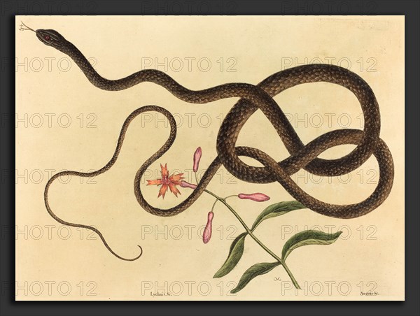 Mark Catesby (English, 1679 - 1749), The Coach-whip Snake (Coluber flagellum), published 1731-1743, hand-colored engraving on laid paper
