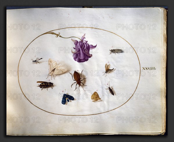 Joris Hoefnagel (Flemish, 1542 - 1600), Animalia Rationalia et Insecta (Ignis), volume I, c. 1575-1580, 1 vol: ill: 79 drawings (incl.title page) in watercolor and gouache