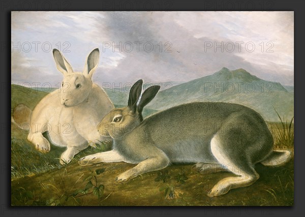 John James Audubon, Arctic Hare, American, 1785 - 1851, c. 1841, pen and black ink and graphite with watercolor and oil paint on paper