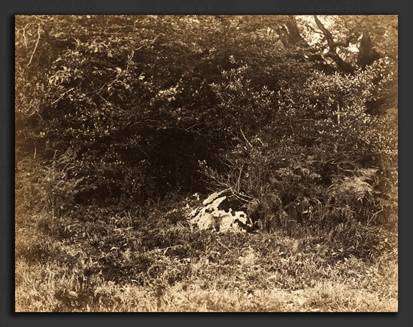 EugÃ¨ne Cuvelier, A Rock in the Forest, French, 1837 - 1900, c. 1865, albumen print from paper negative mounted on paperboard