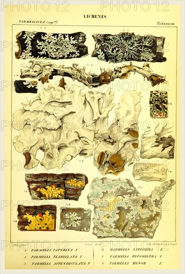 Lichenes, 19th century engraving, lichen, lichens