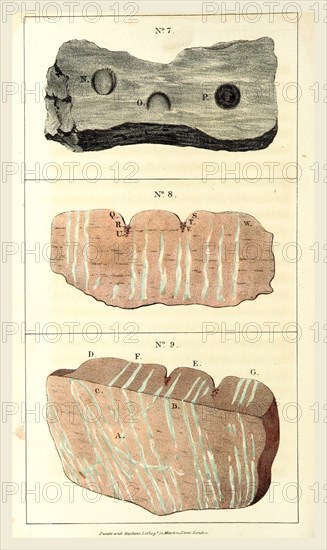Observations on certain curious Indentations in the Old Red Sandstone of Worcestershire and Herefordshire, considered as the tracks of antediluvian animals, 19th century engraving