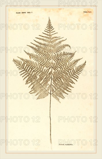 Johann Hieronymus Kniphof (German, 1704-1763), Pteris Aquilina, published 1757-1764, pressed and dried plant inked and pressed between two sheets of paper
