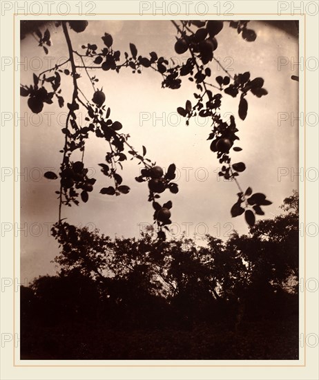 EugÃ¨ne Atget, Branche de pommier, French, 1857-1927, 1922-1923, albumen print