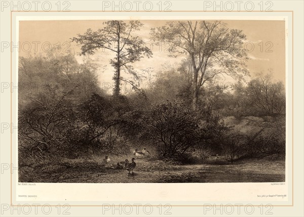 Karl Bodmer, Canards Sauvages, Swiss, 1809-1893, chiaroscuro lithograph