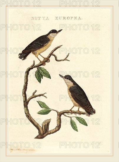 American 19th Century, Sitta europea, hand-colored etching on laid paper