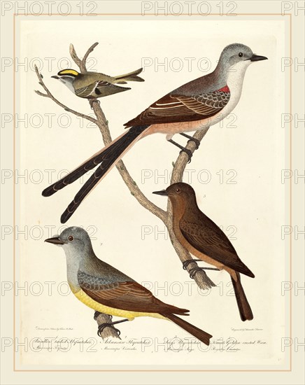 Alexander Lawson after Titian Ramsay Peale, Swallow-tailed Flycatcher, Arkansas Flycatcher, Say's Flycatcher, and Female Golden-crested Wren, American, 1773-1846, hand-colored engraving with etching on wove paper