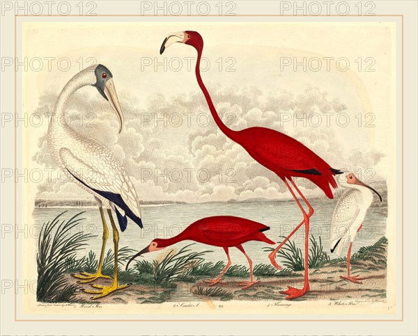 John G. Warnicke after Alexander Wilson, Wood Ibis, Scarlet Ibis, Flamingo, and White Ibis, American, died 1818, published 1808-1814, hand-colored engraving with etching on wove paper