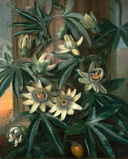 Blue Passion Flower, for the "Temple of Flora" by Robert Thornton, Philip Reinagle, 1749-1833, British