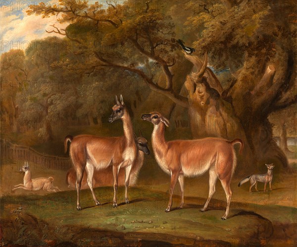 Llamas and a fox in a wooded landscape Llamas in a park, with a fox and a magpie Signed and dated, lower center: "T. Weaver Shrewfbury Pinxit 1828", Thomas Weaver, 1774-1843, British