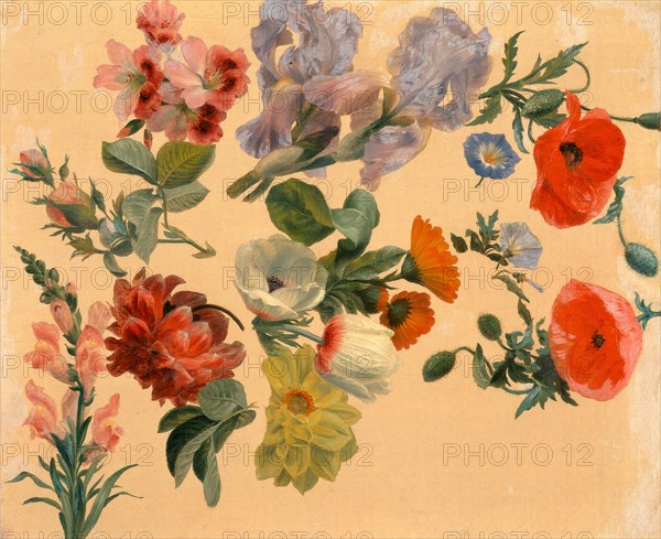 Studies of Summer Flowers, Jacques-Laurent Agasse, 1767-1849, Swiss