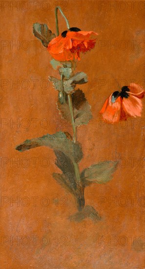 Study of Poppies Signed and dated in graphite or charcoal: "James [Inskipp] July 9th, 1832", James Inskipp, 1790-1868, British
