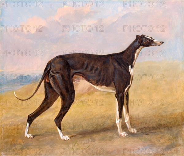 Turk, a greyhound, the property of George Lane Fox The Black and White Greyhound Turk (Also Called Eagle) Signed and dated, lower right: "G. Garrard A.R.A | painted 1822", George Garrard, 1760-1826, British