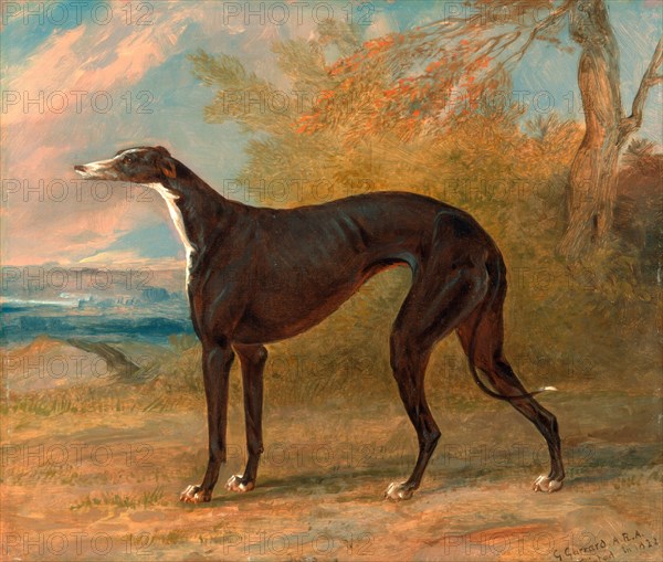 One of George Lane Fox's Winning Greyhounds: the Black and White Greyhound Bitch, Juno, also called Elizabeth The Black and White Greyhound Bitch Juno (also Called Elizabeth) Signed and dated in black paint, lower right: "G. Garrard. A.R.A. | painted in 1822", George Garrard, 1760-1826, British